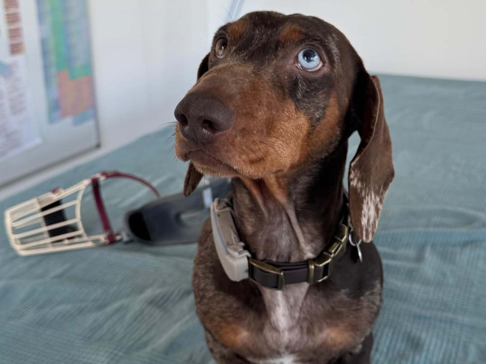 Hundephysiotherapie Leipzig10