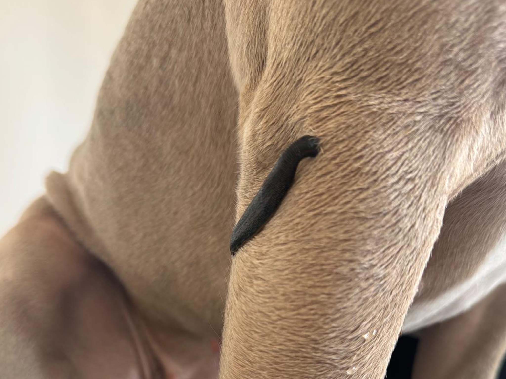 Hundephysiotherapie Leipzig11