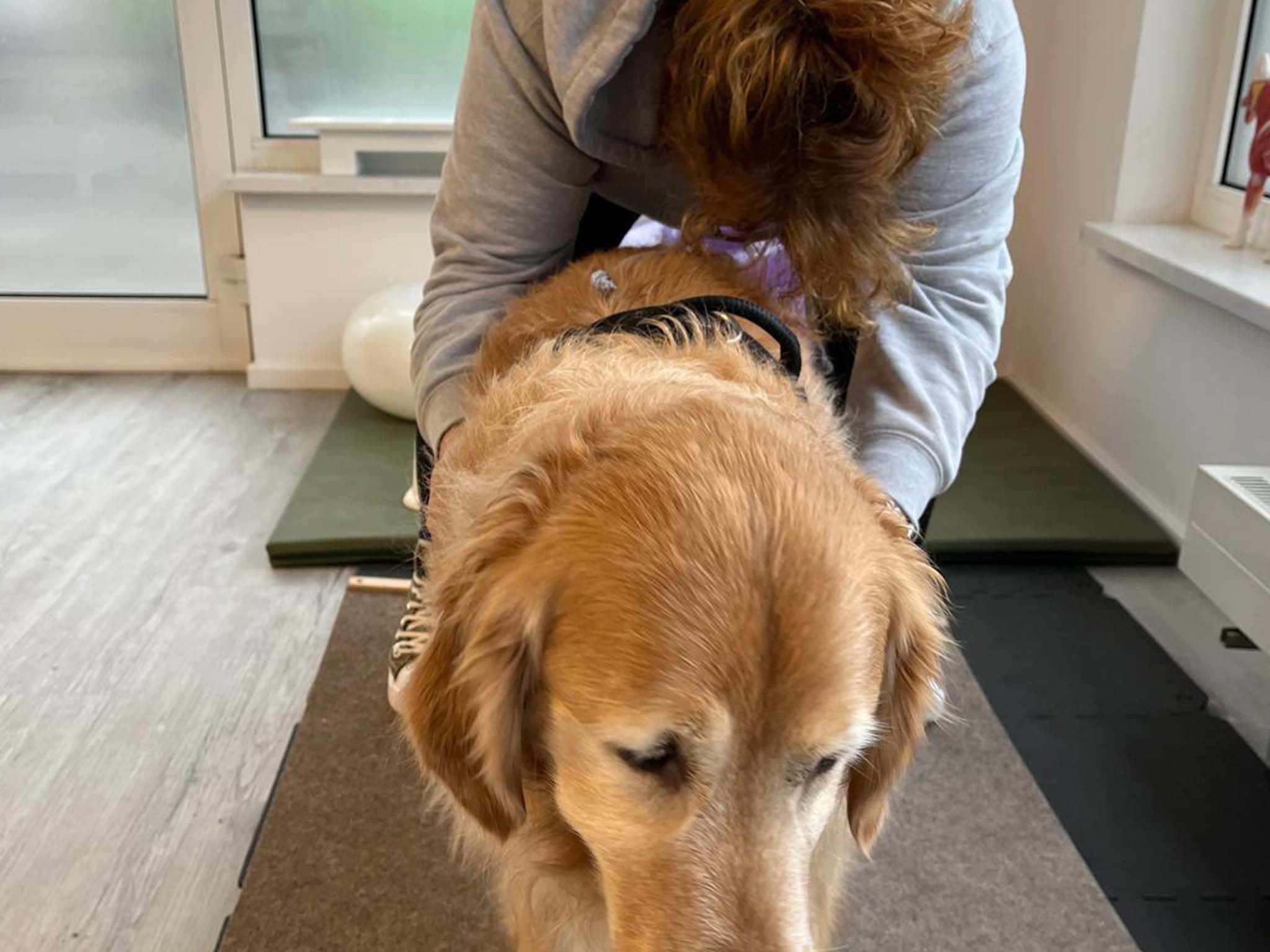 Hundephysiotherapie Leipzig12