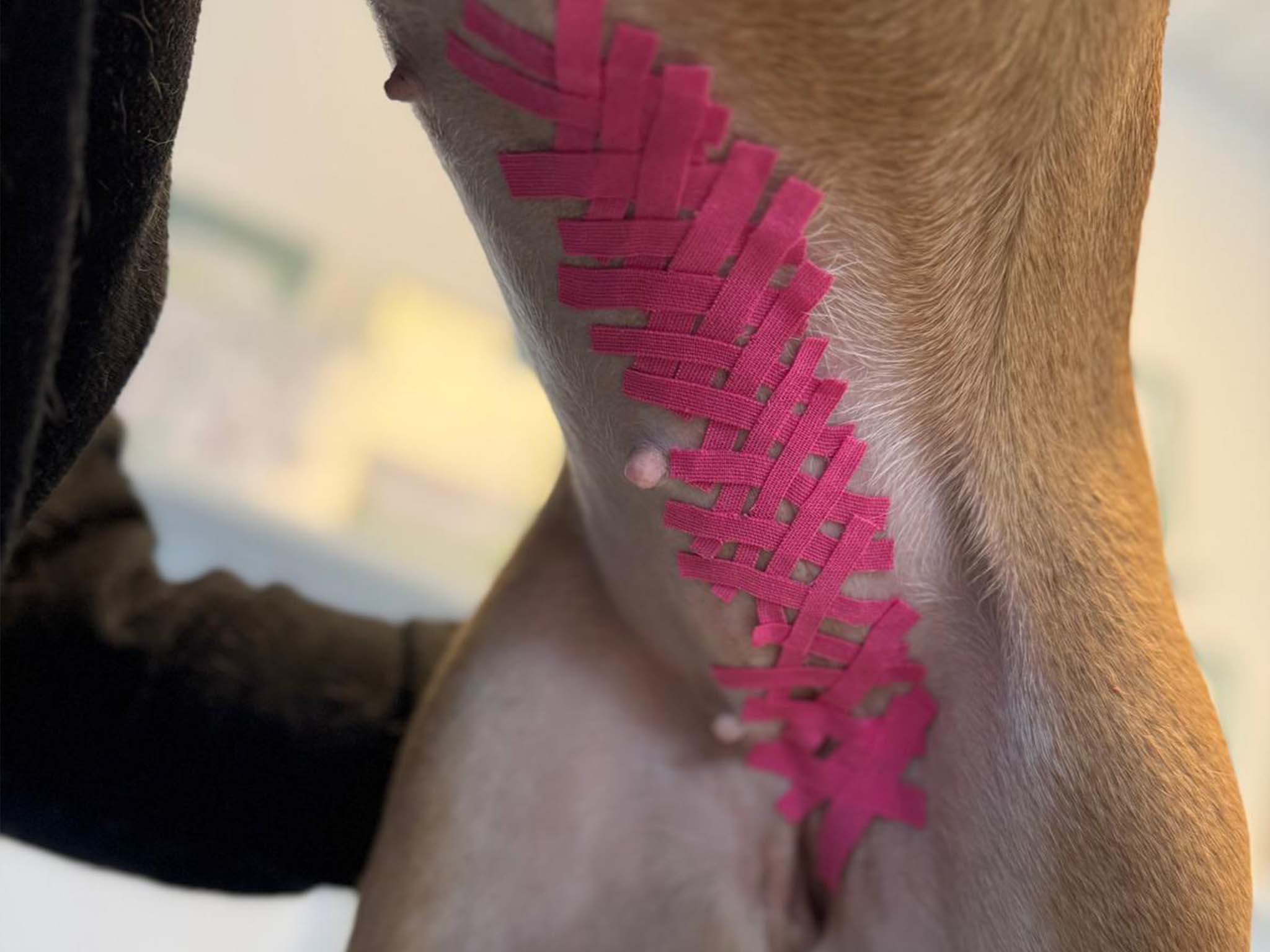 Hundephysiotherapie Leipzig13