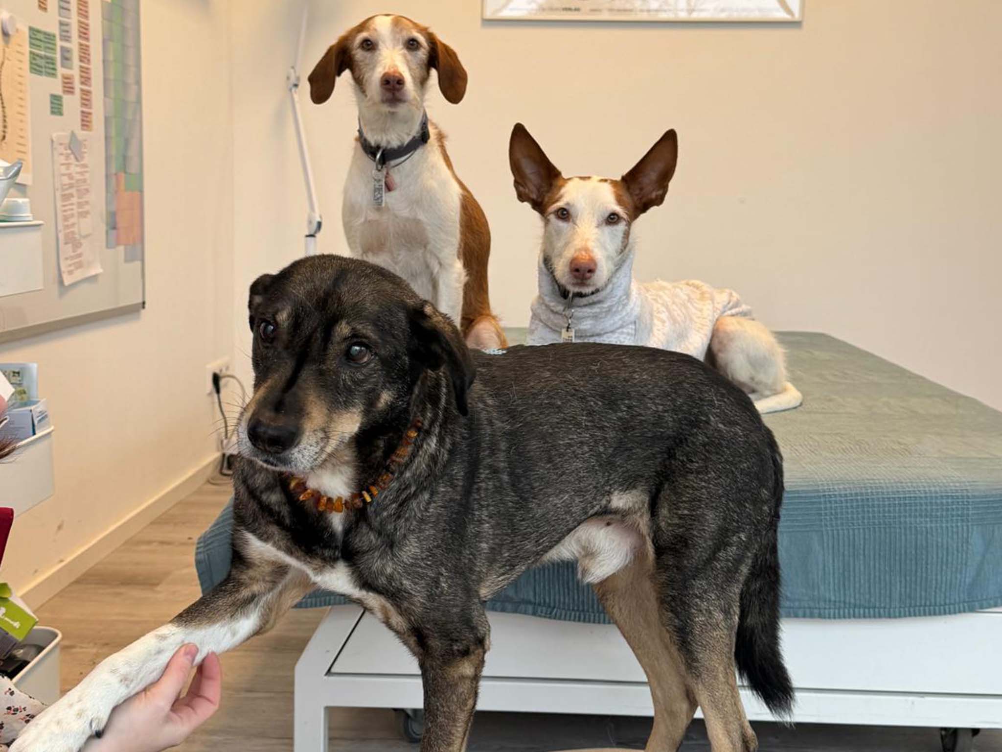 Hundephysiotherapie Leipzig14