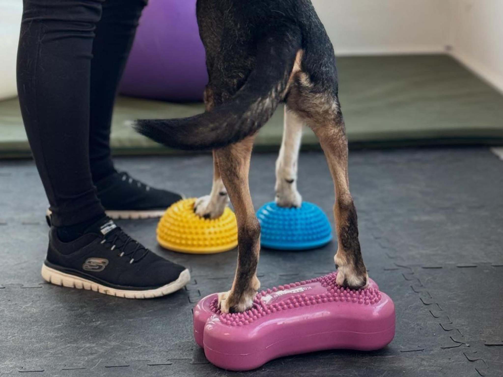 Hundephysiotherapie Leipzig15