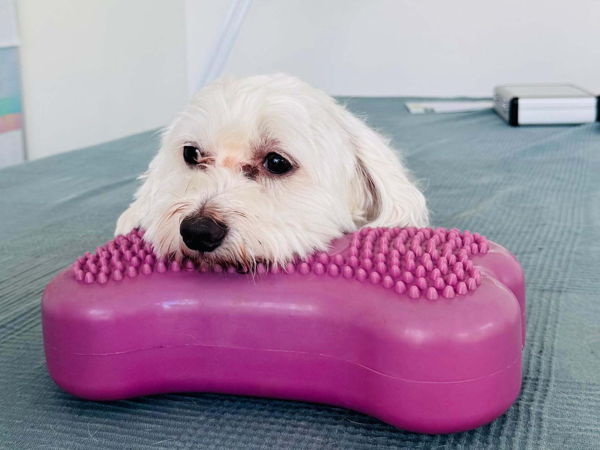 Hundephysiotherapie Leipzig19